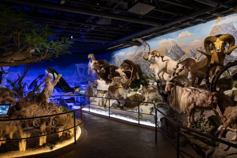 Blackhawk museum image