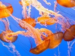 Jellyfish Montey Bay Aquarium