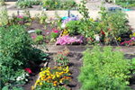 Community Garden